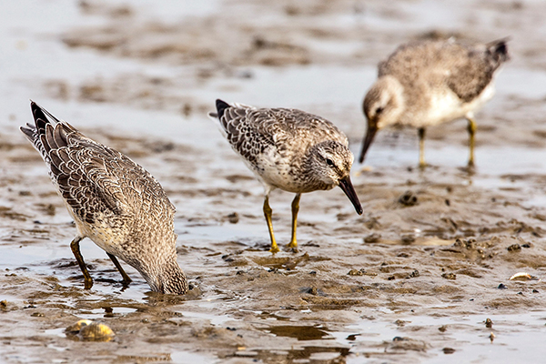 Jonge kanoeten op het wad. Foto: Jan van de Kam