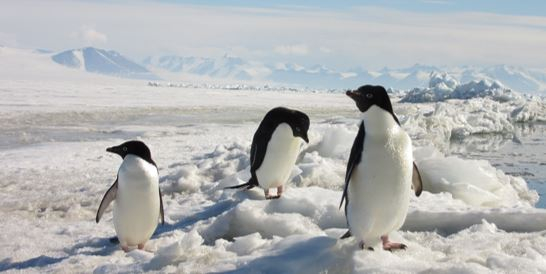 Pinguins near the McMurdo Sound, where the sampling took place. Photo: Dalhousie University