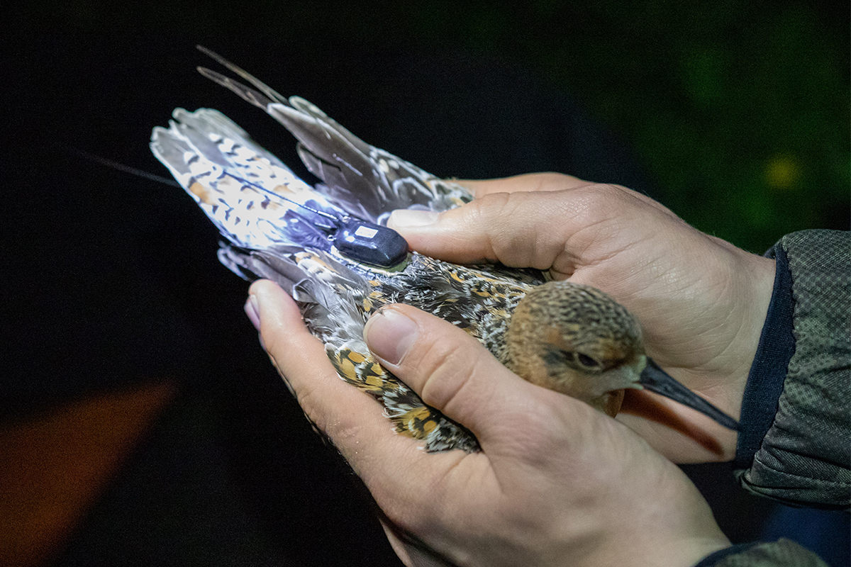 Fig 1. ‘Habel’, one of the 13 tagged red knots. Note the transmitter on the bird’s back.