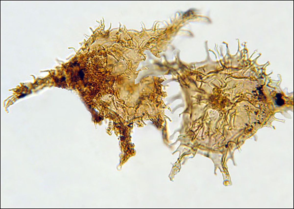 In search of Dino's: microfossils made by dinoflagellates. Photo: Henk Brinkhuis In search of Dino's: microfossils made by dinoflagellates. Photo: Henk Brinkhuis