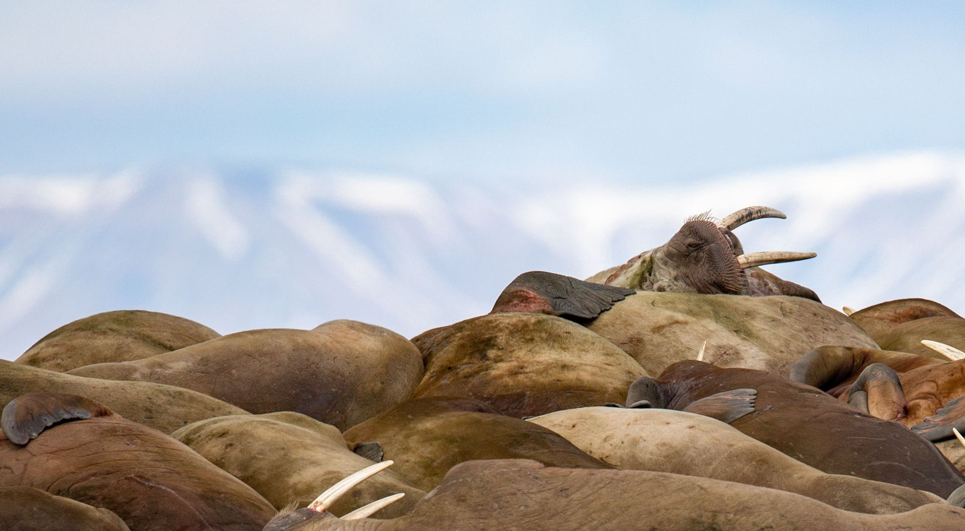 Walruses in the Arctic. Jeroen Hoekendijk