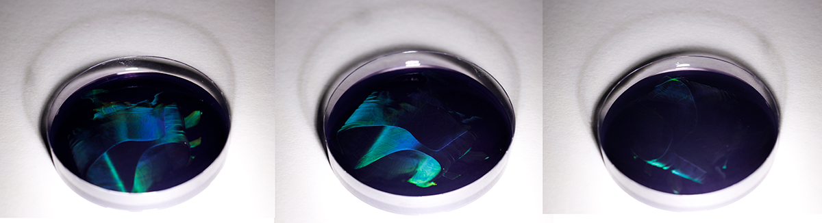 New study: Genetic insights shed light on shiny bacteria