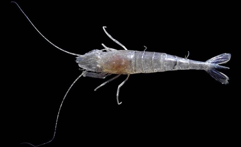 Shrimp Crangon crangon (© NIOZ).