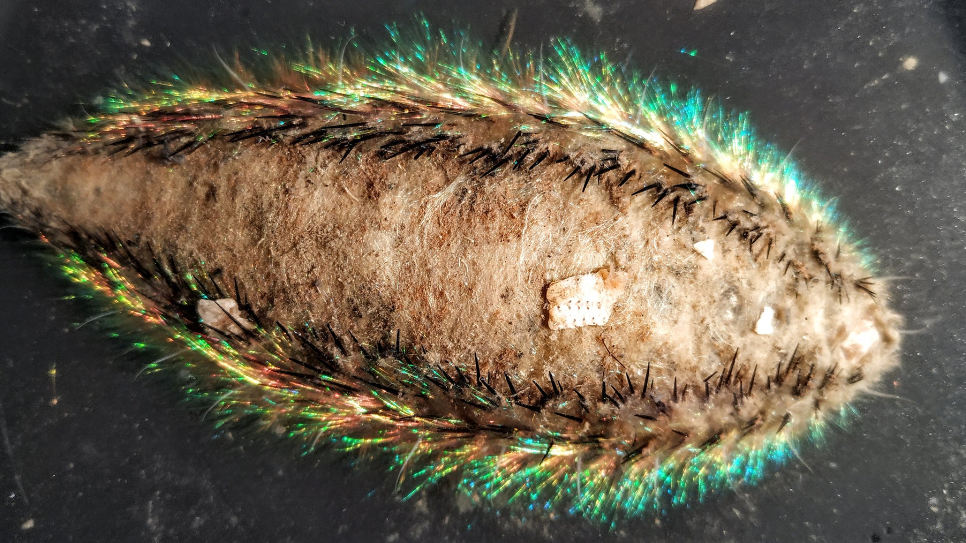  This cute creature is the Sea mouse Aphrodita acuelata, a pickle sized predatory polychaete worm with beautiful setae (hairs) with photonic crystals. Foto: Lodewijk van Walraven