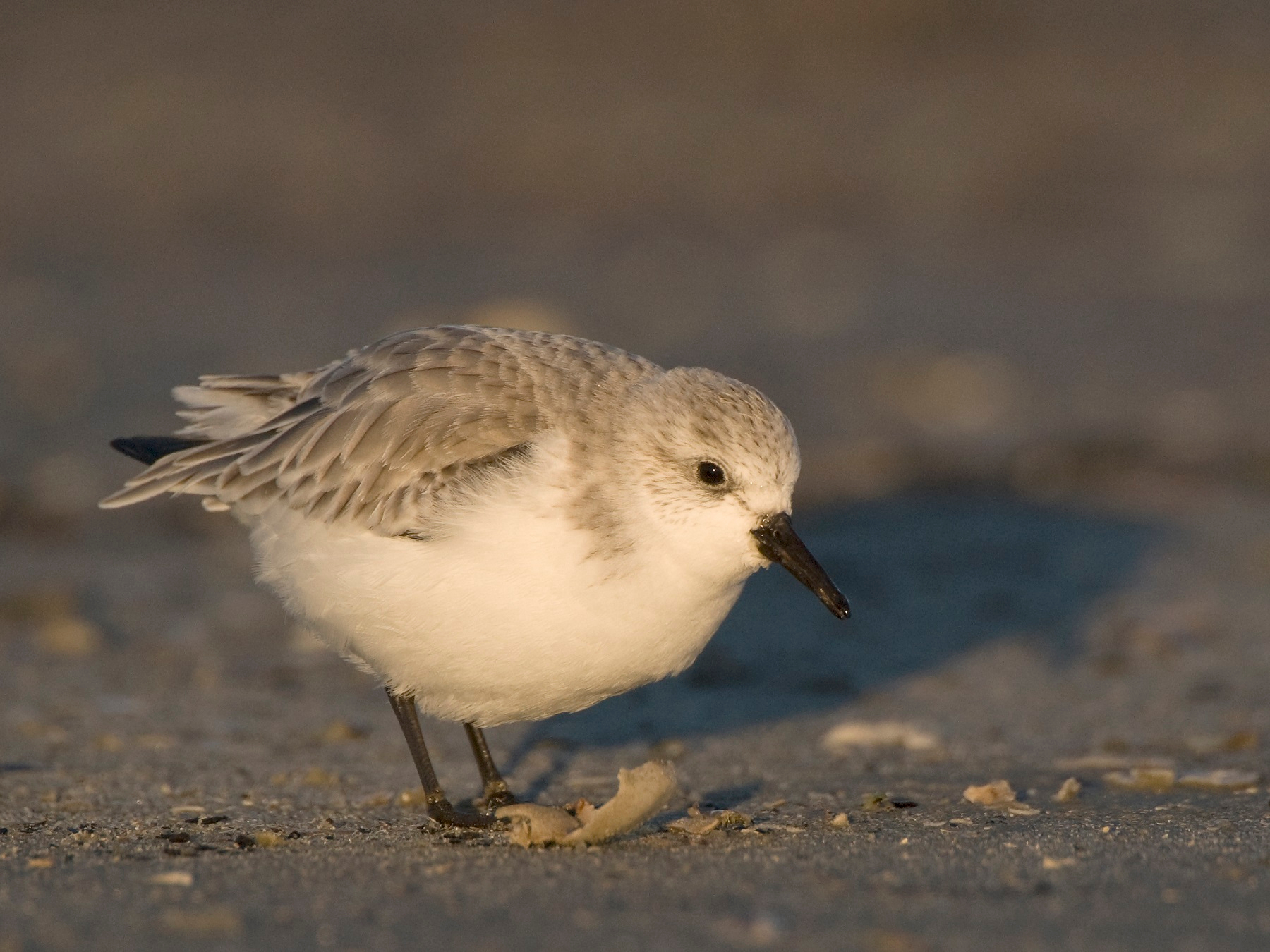 A sanderling on a cold winter's day on Schiermonnikoog, the Netherlands. Photo by Jeroen Reneerkens