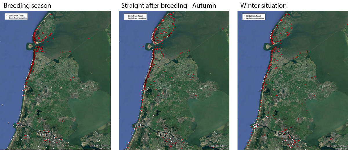 Straight after breeding, the IJmuiden birds move up north, invade the groynes all the way up to Texel. 