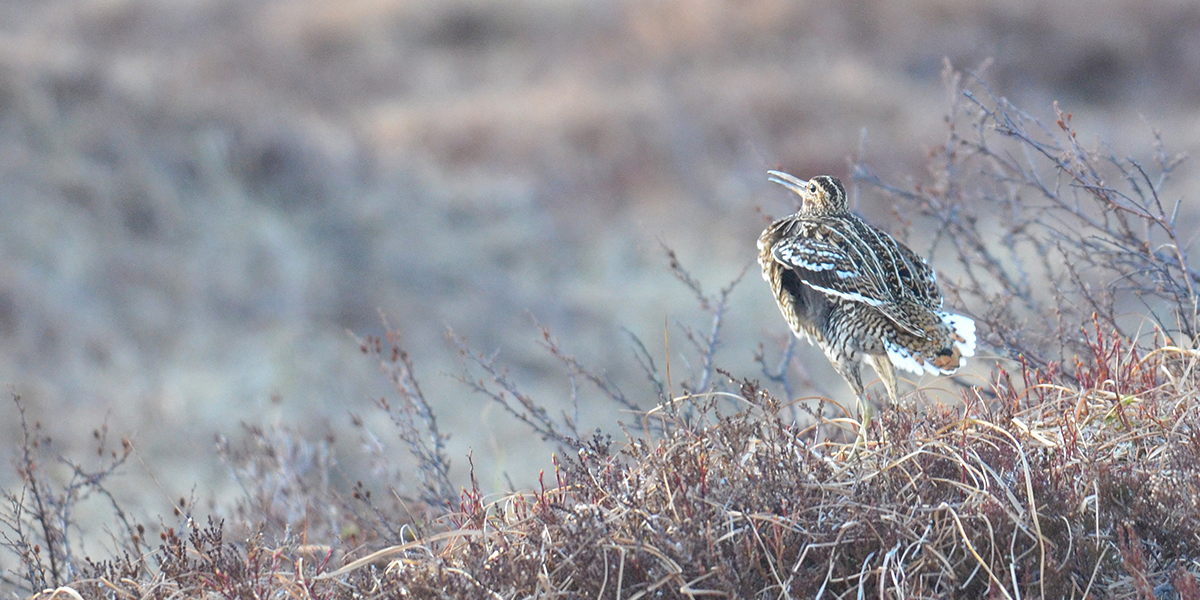 A sitting snipe, credit: Åke Lindström