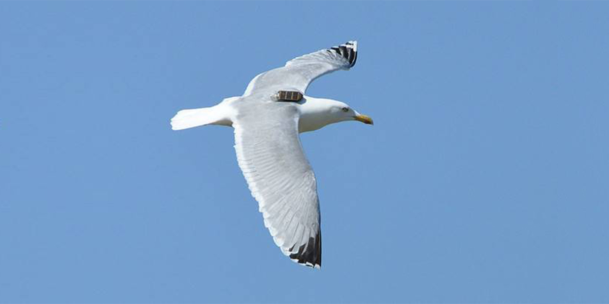 Herring gull carrying GPS.