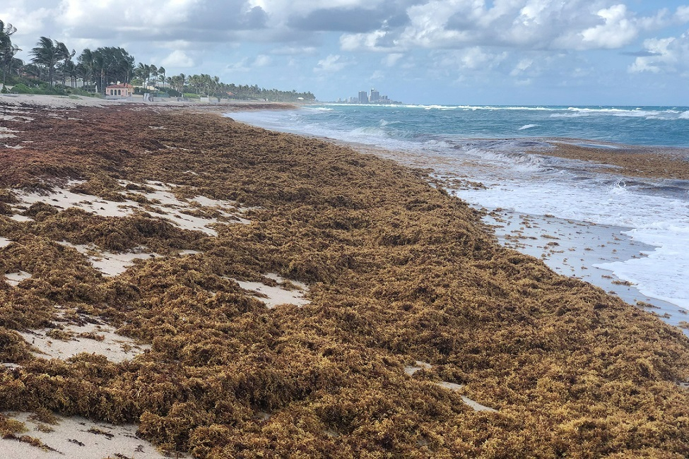 Data based on bacterial cultures show that washed-up Sargassum is home to large amounts of Vibrio bacteria. (Photo: Brian Lapointe, FAU Harbor Branch)   