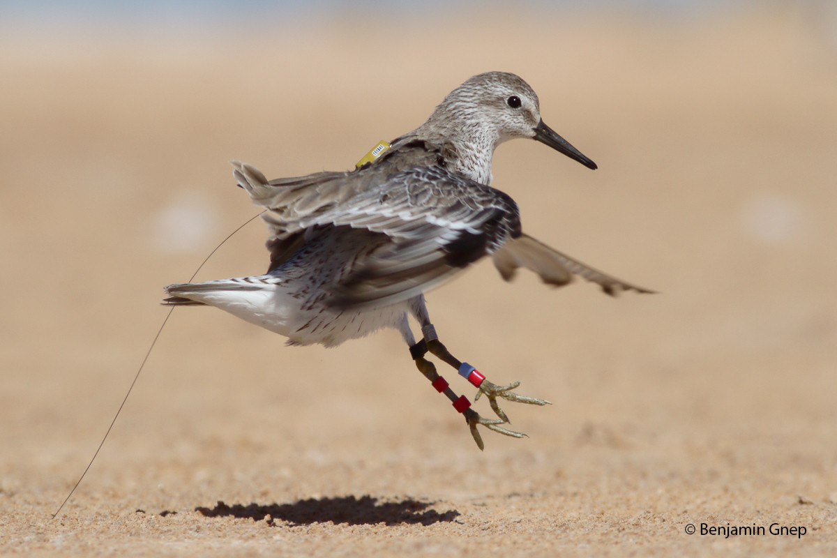 Kanoet met satellietzender, zojuist vrijgelaten op Banc d'Arguin, Mauritanië (foto: Benjamin Gnep). | Knot with satellite transmitter, just released at Banc d'Arguin, Mauritania.