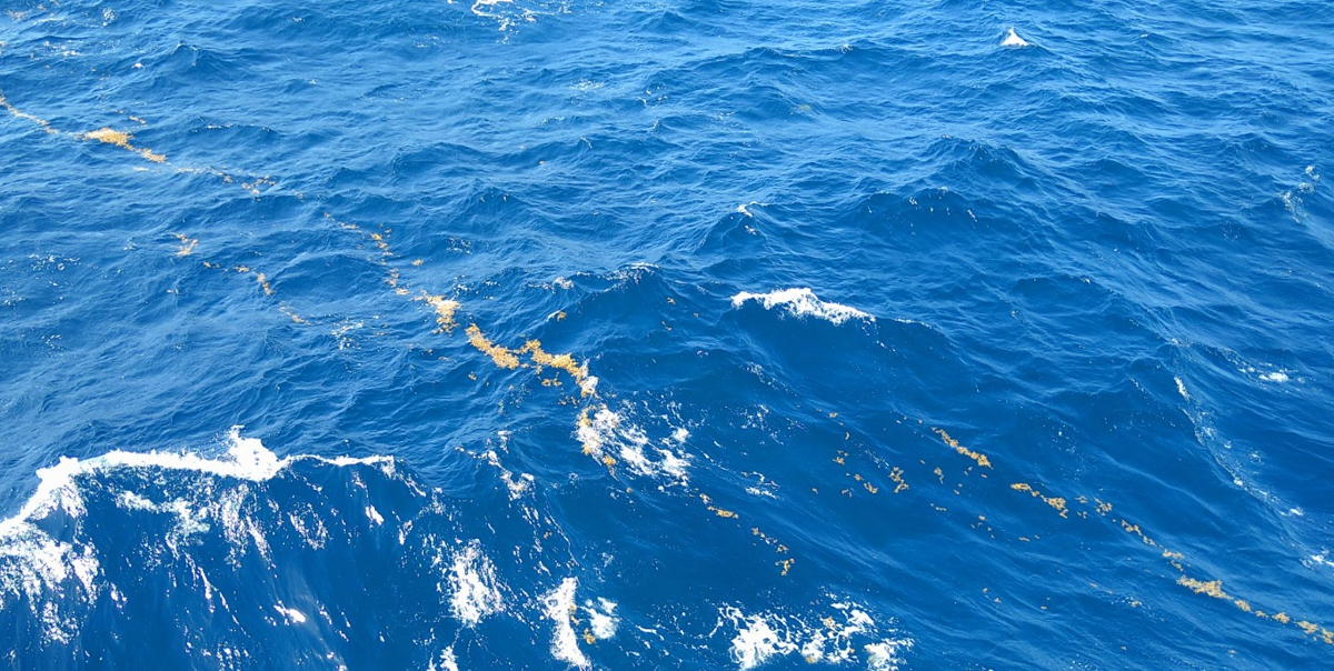 Strings of Sargassum floating at the surface and lined up by the wind