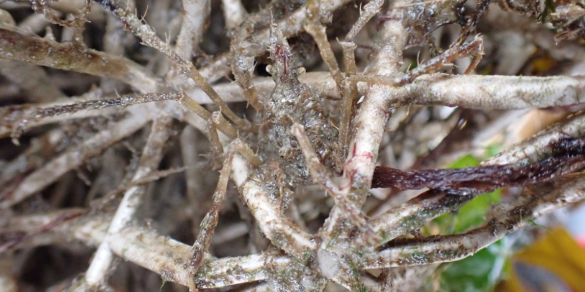 Spider crab in BESE material.