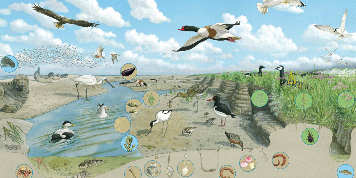 The coastal ecosystem of the Wadden Sea. Marine areas harbour a particularly large number of parasites. This is because they find a large number of suitable hosts there, such as snails, mussels, crabs, fish and birds. Illustration: Michael Papenberg/IWSS