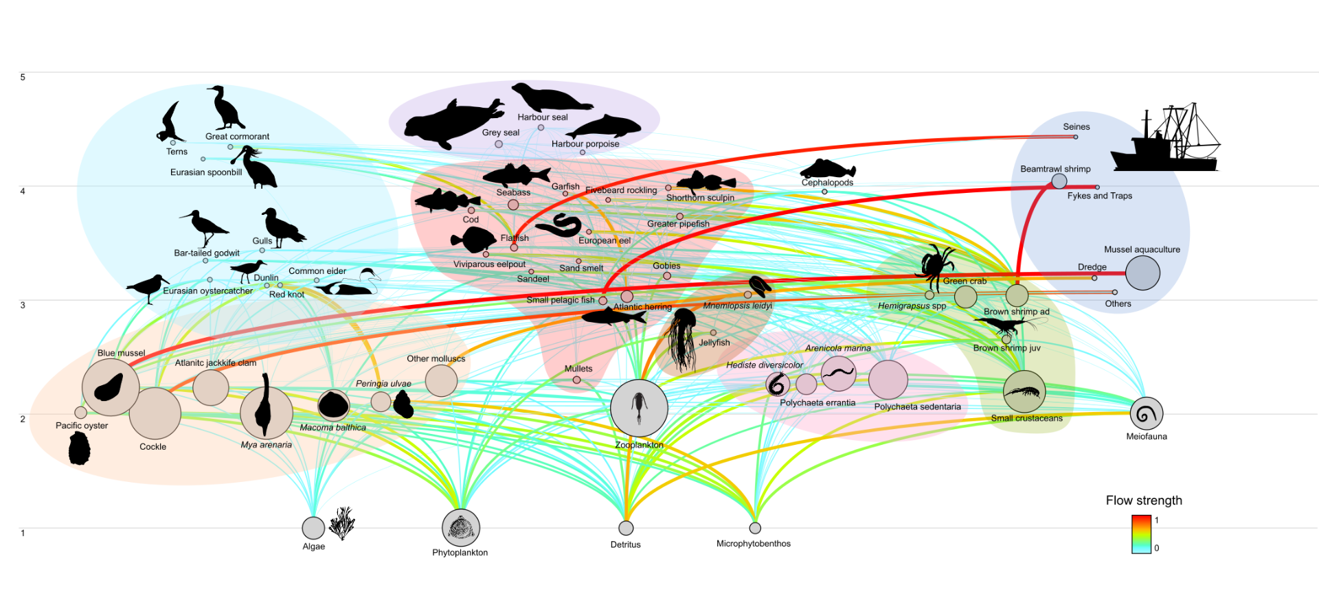 Diagram flow of the current food web of the Wadden Sea (© Joana Romero-Henriques).
