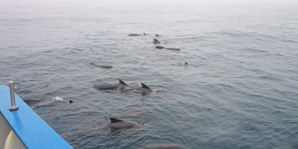 Our welcomes committee, the long-finned pilot whales.