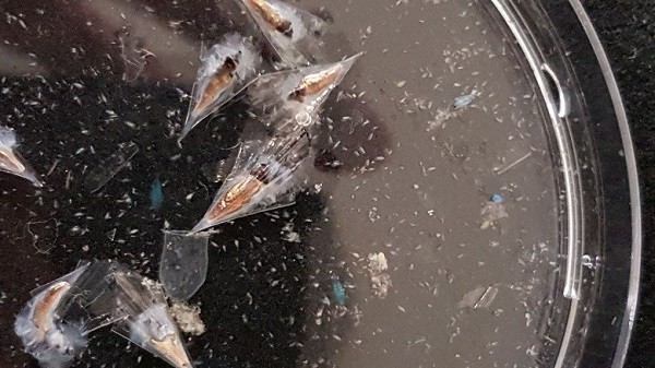 The seasnail species Clio pyramidata surrounded by small copepods and even a few blue ones. They were identified with the help of Katja Peijnenburg (University of Amsterdam and Naturalis). Photo by Corina Brussaard. 