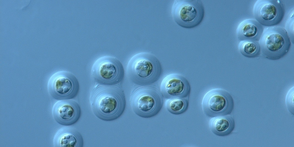 Haptophytes are rich in lipids used as paleotemperature proxies.