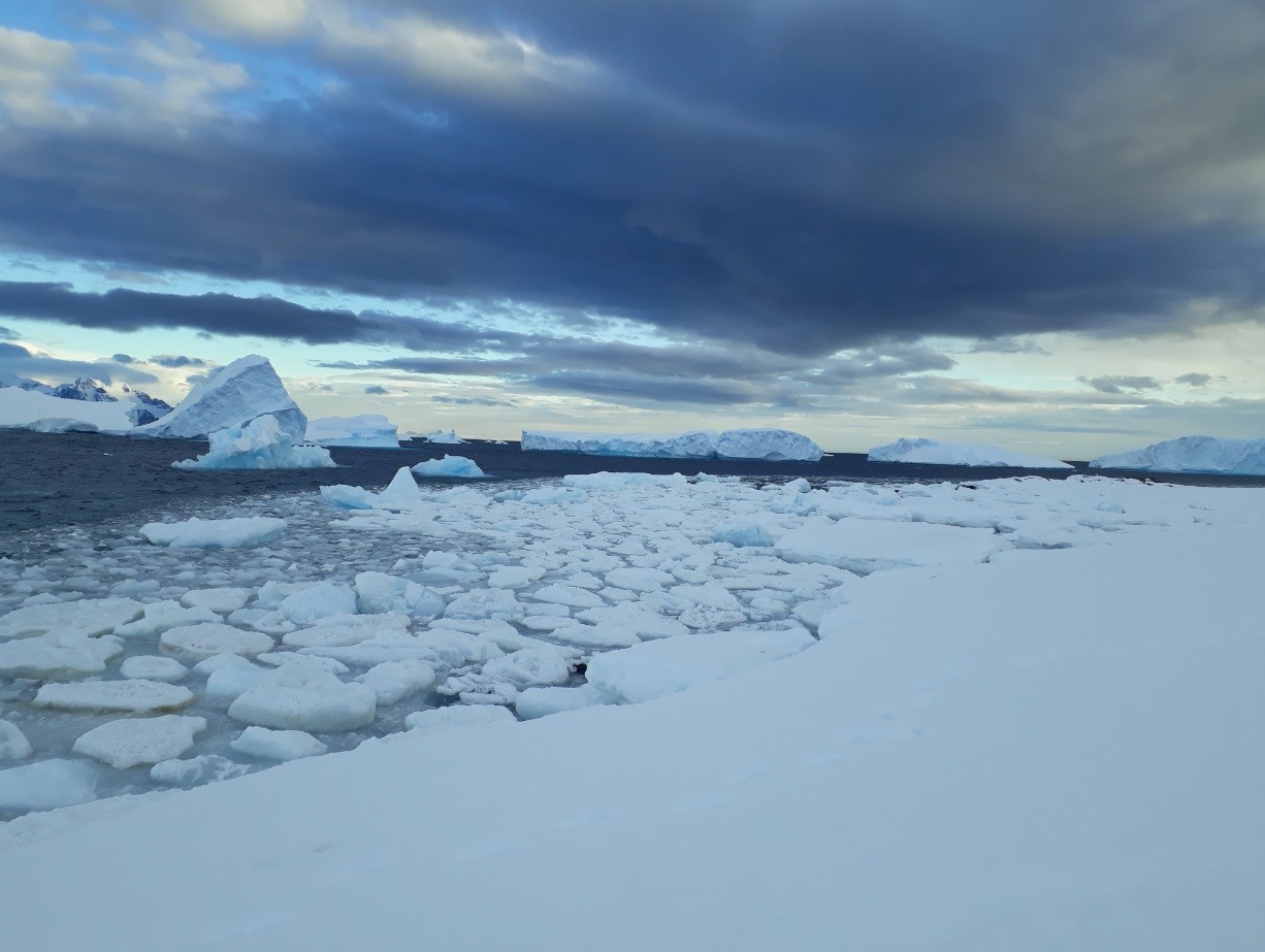 Sea ice on the north side of the bay is slowly disappearing.