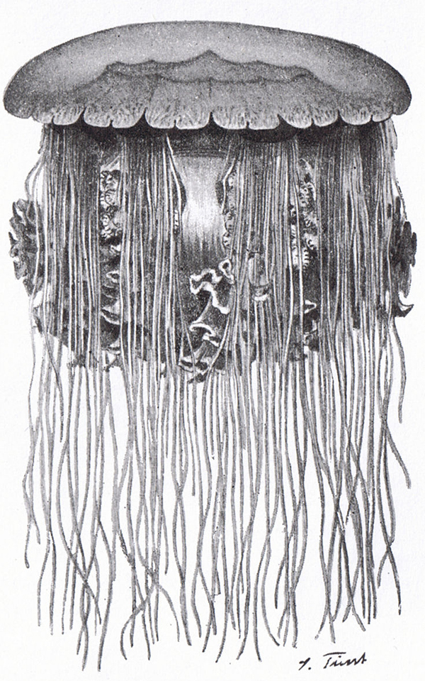 The lion's mane jellyfish with its long tentacles <i>Cyanea capillata</i>. Illustration: Julius Fürst, 1895 