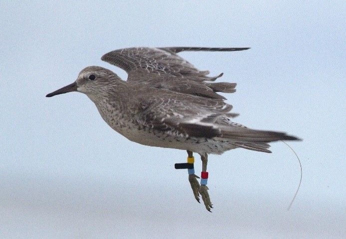 Red Knot with radio transmitter (© Benjamin Gnep).