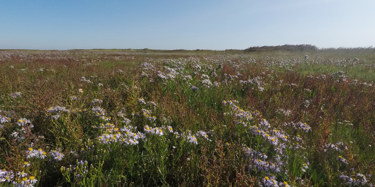 Beautiful flowers on Griend