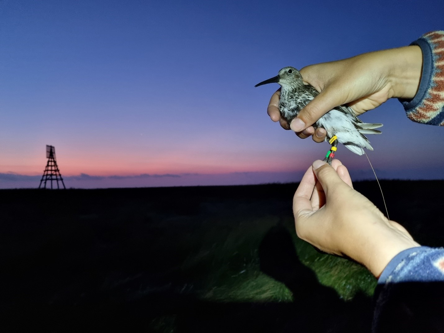 De eerste gezenderde bonte strandloper. Foto: Allert Bijleveld