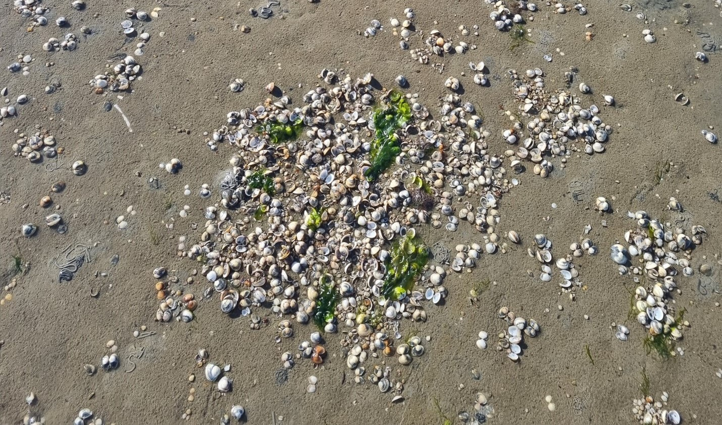 Dode kokkels op het wad. Foto: Evy Gobbens 