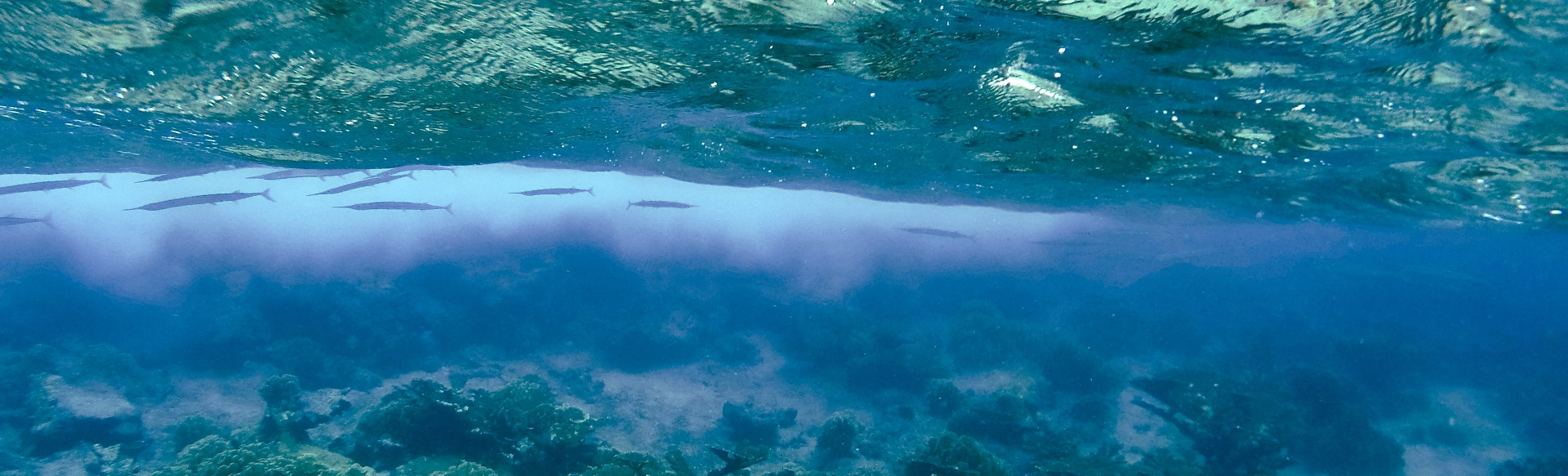 Redfin needlefish hiding under the sea surface near Curacao. Picture by Juliette Jacquemont, co-author of the paper.