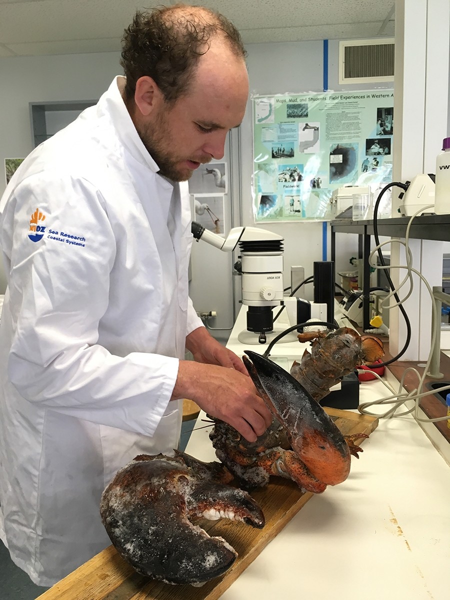 Kreeft 'Louis' in the NIOZ lab.