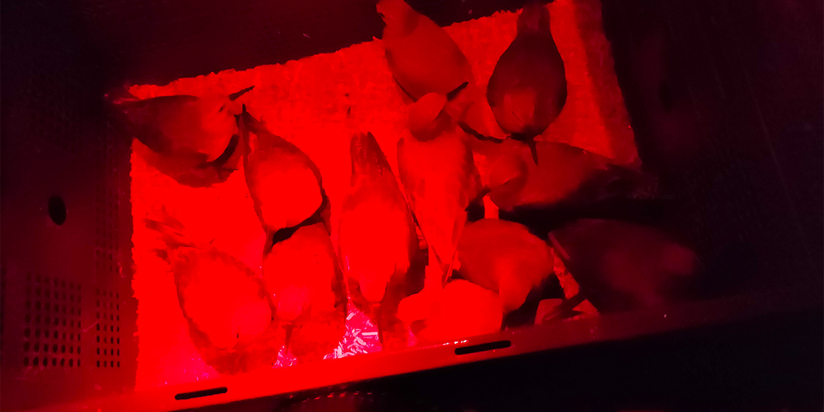 Freshly captured red knots knots in blue crate (to not blind the birds, we use dimmed red light)