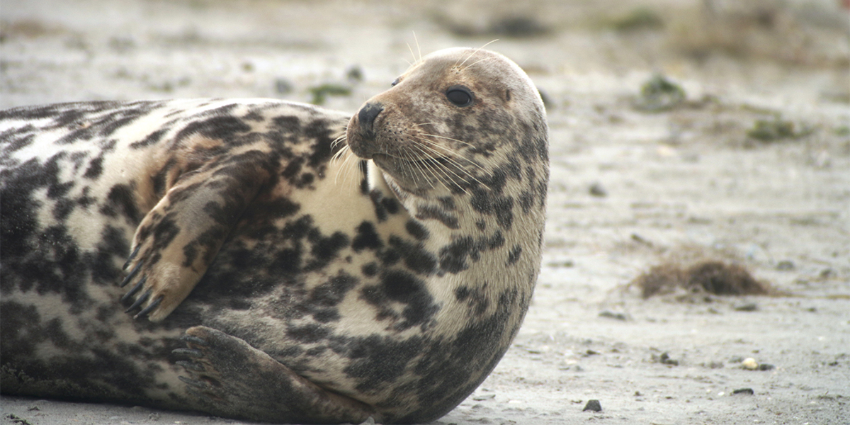 Grijze zeehond, foto: Geert Aarts