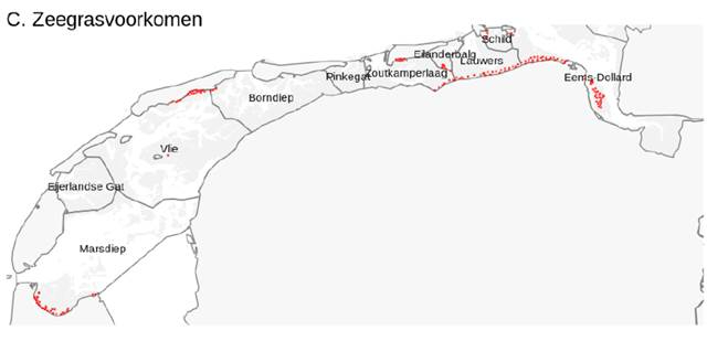 Kaart van aanwezigheid van zeegras in de Waddenzee. Illustration by Eelke Folmer