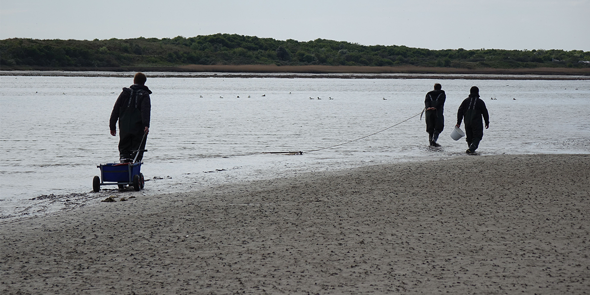 Wadden Sea sampling associated with this project