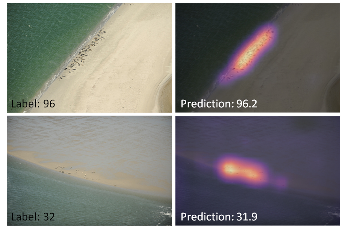 Predicitions and heatmaps seals. Photo: Jeroen Hoekendijk