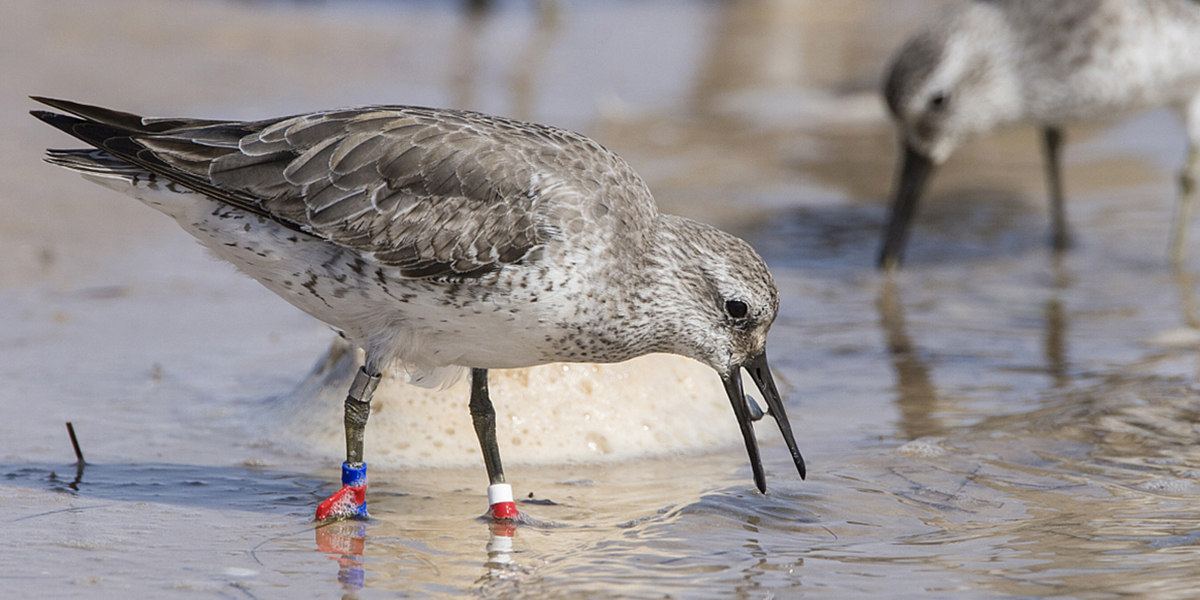 Red knot eating bivalve.