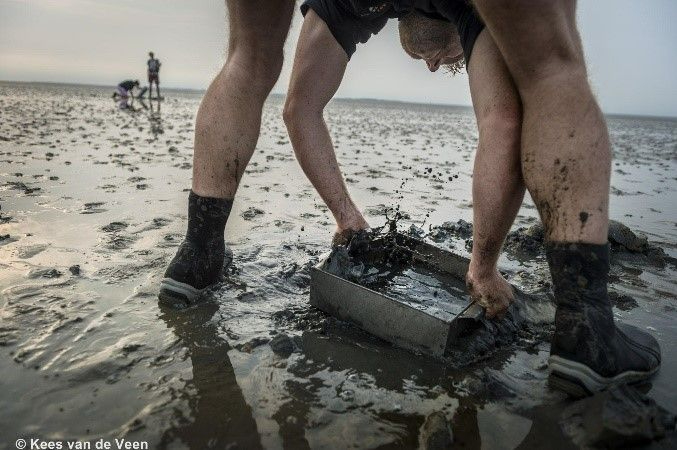 Sampling macrozoobenthos in the Wadden Sea (© Kees van de Veen). 