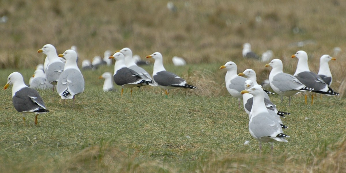 Gulls rely on the Wadden Sea for breeding.