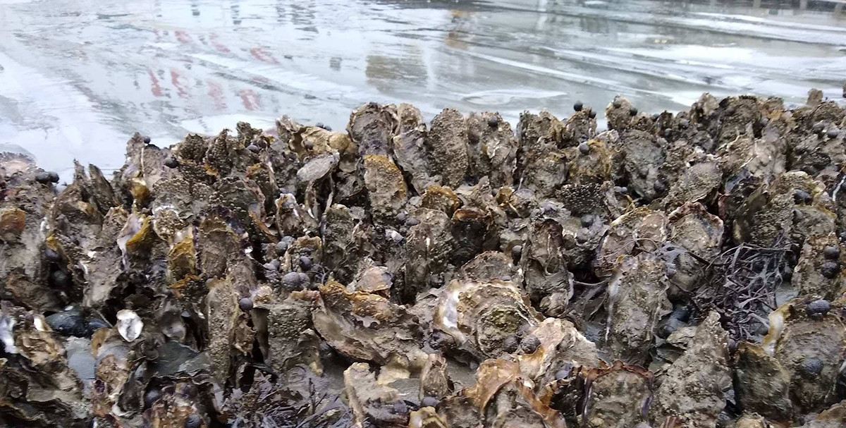 Taking samples of Pacific oysters at the edge of the mudflat in the Mokbaai. Photo: Saskia Tromp