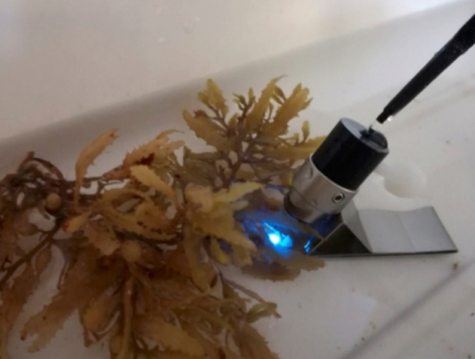 Measurement of chlorophyll fluorescence in Sargassum fluitans III. Photo credit: Marta García