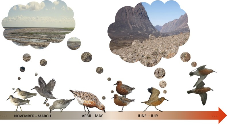 The birds in the experiment showed that they could distinguish images and memorize them. In the second phase of testing, Kok and colleagues focused on a change in preference for images in relation to the seasonal cycle. Image: Eva Kok