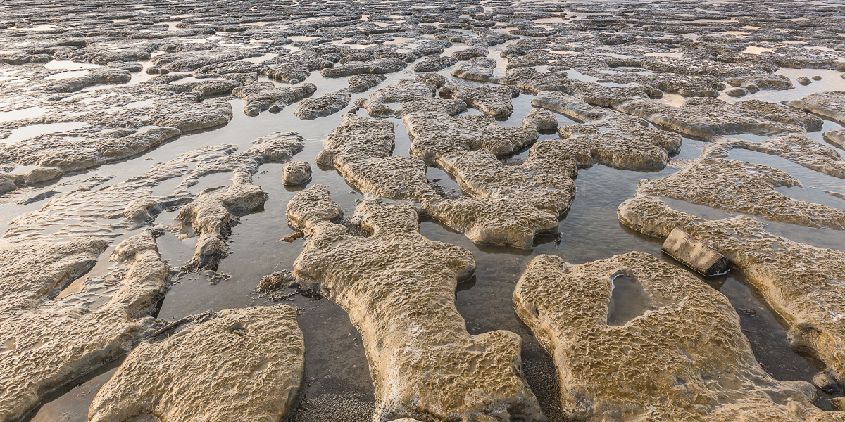 Low tide at the Wadden sea, The Netherlands. Photo: Jurjen Veerman