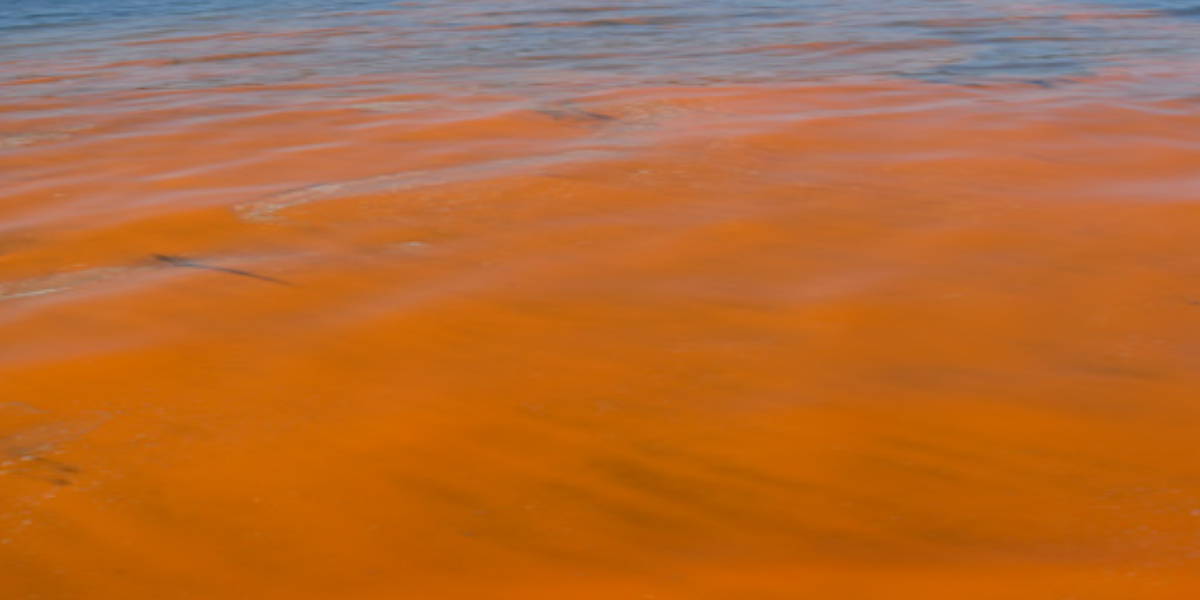 Harmful algal blooms 'Redtides'. Photo: Oceana Datacenter ucsc-edu