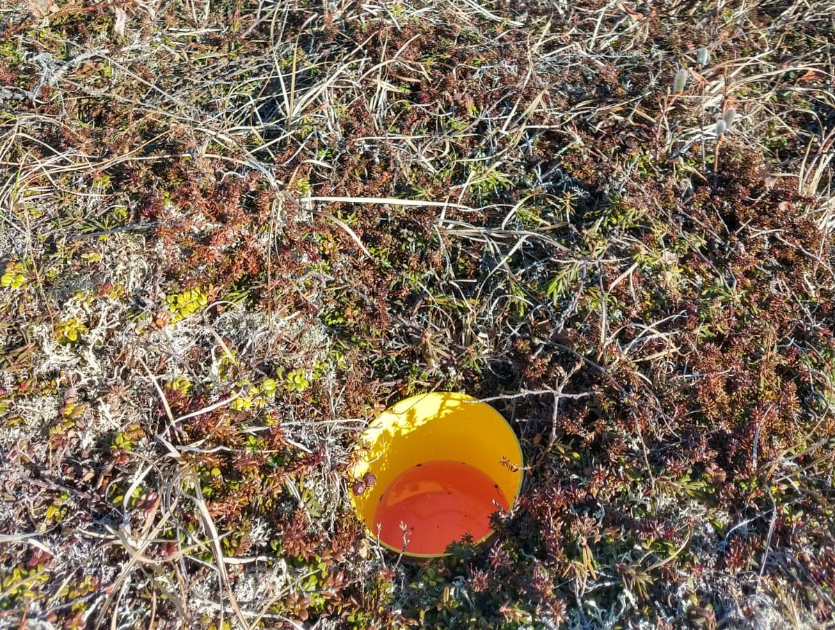 A pitfall to trap insects. Photo: Jan van Gils