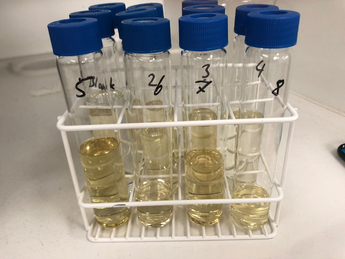 Example of total lipid extracts of sediment samples containing Biomarkers such as Alkenones and GDGTs (© K. Hättig, NIOZ). 