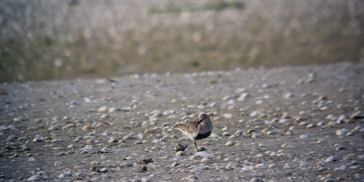 Een ongelukkige dag voor deze bonte strandloper met een kokkel aan zijn teen. Foto: Evy Gobbens