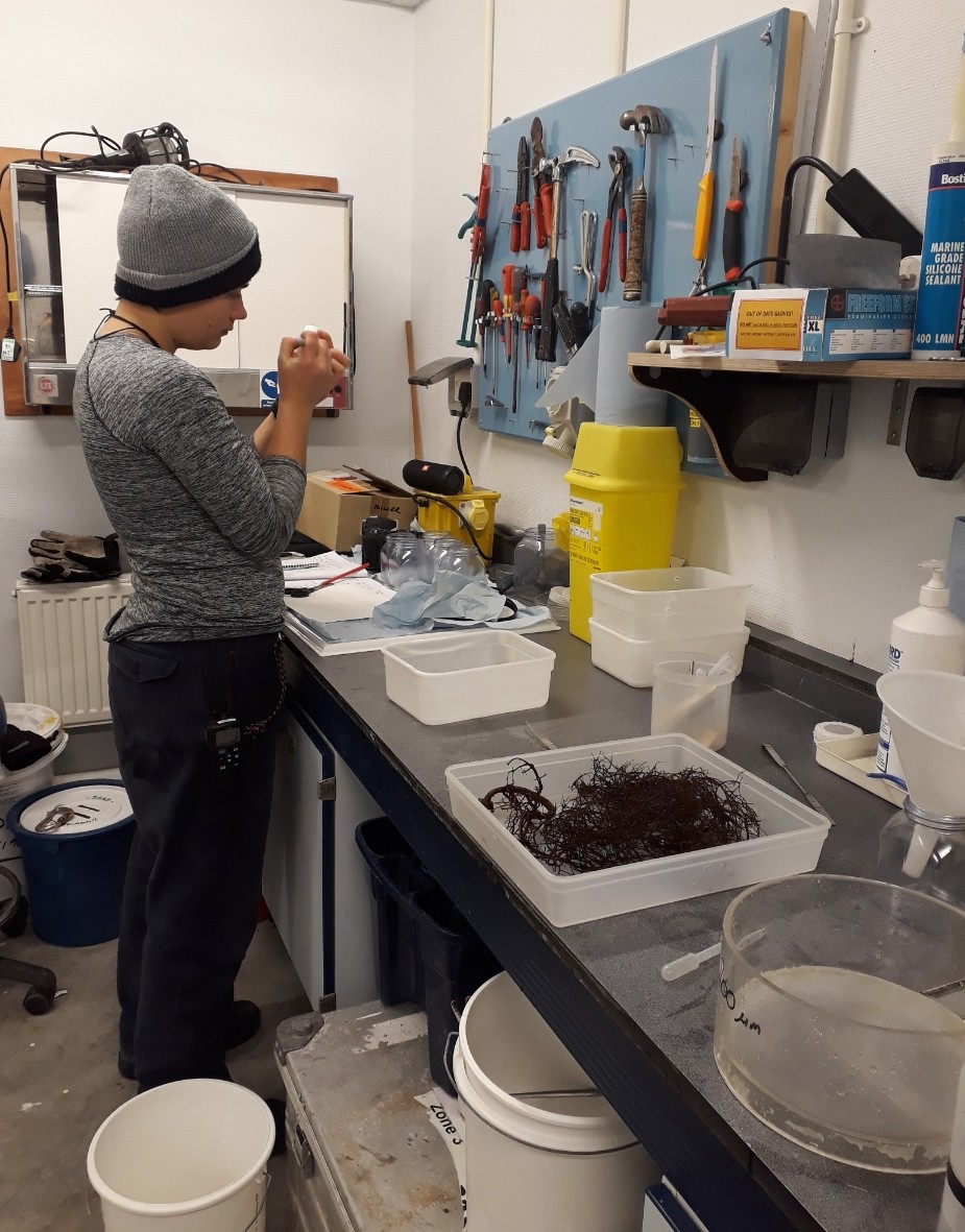 Aurelia working in the rough lab sorting out the organisms that live on the seaweed.