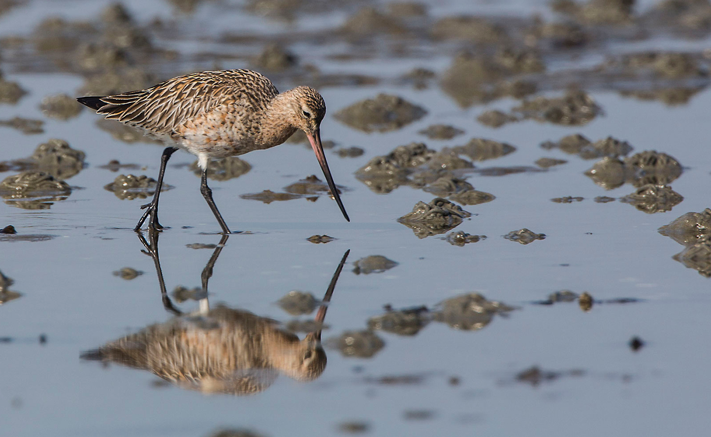 Een rosse grutto zoekt naar wadpieren in de Waddenzee. Foto: Jan van de Kam.