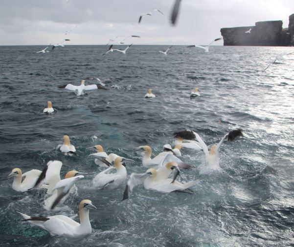 Northern Gannets off the UK coast, Photo: Kees Camphuysen