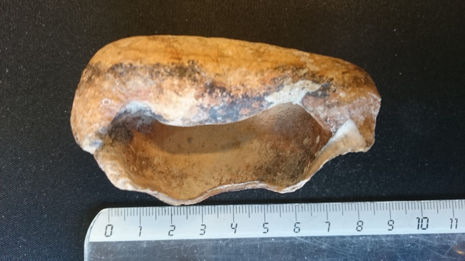 Het raadselachtige object was een gehoorbeen van een potvis. Foto: NIOZ