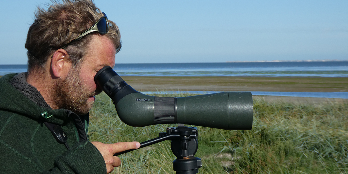 high tide roost counting by Job